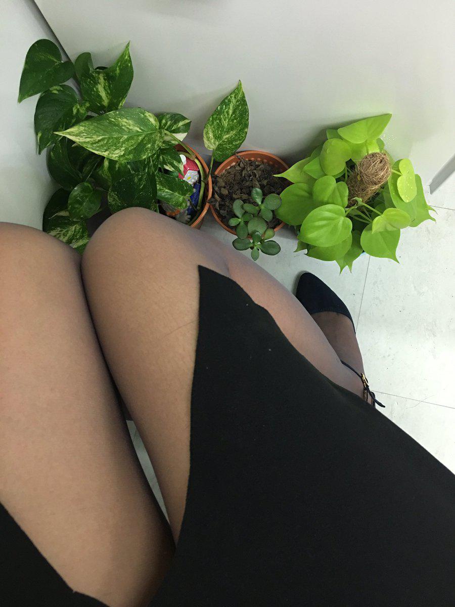 都是什么植物