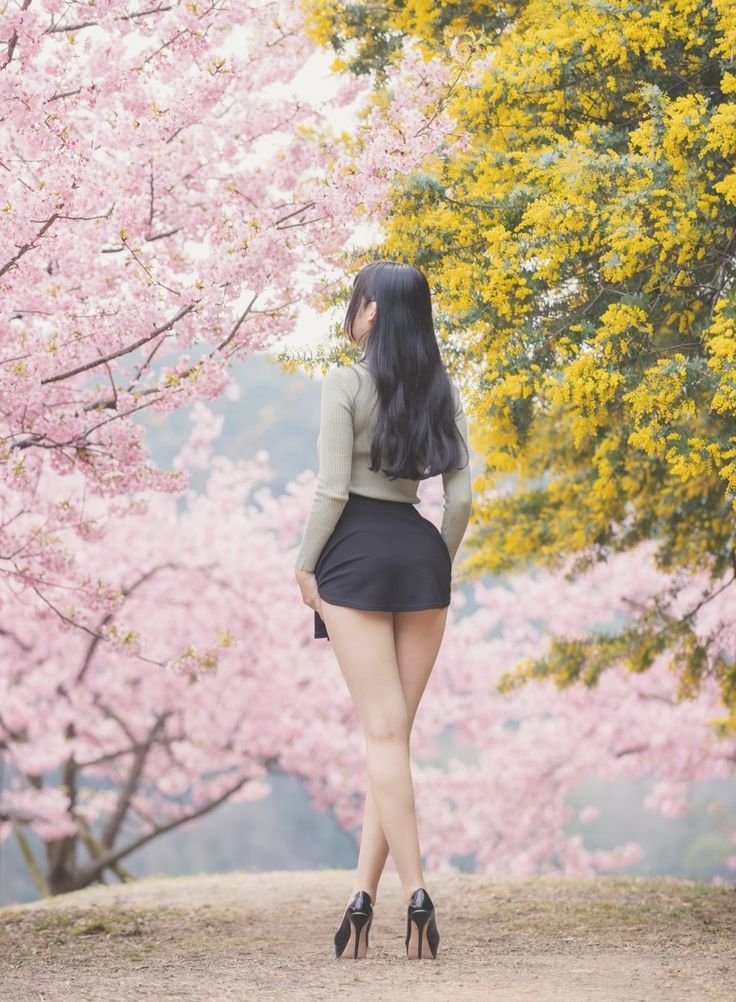 樱花林